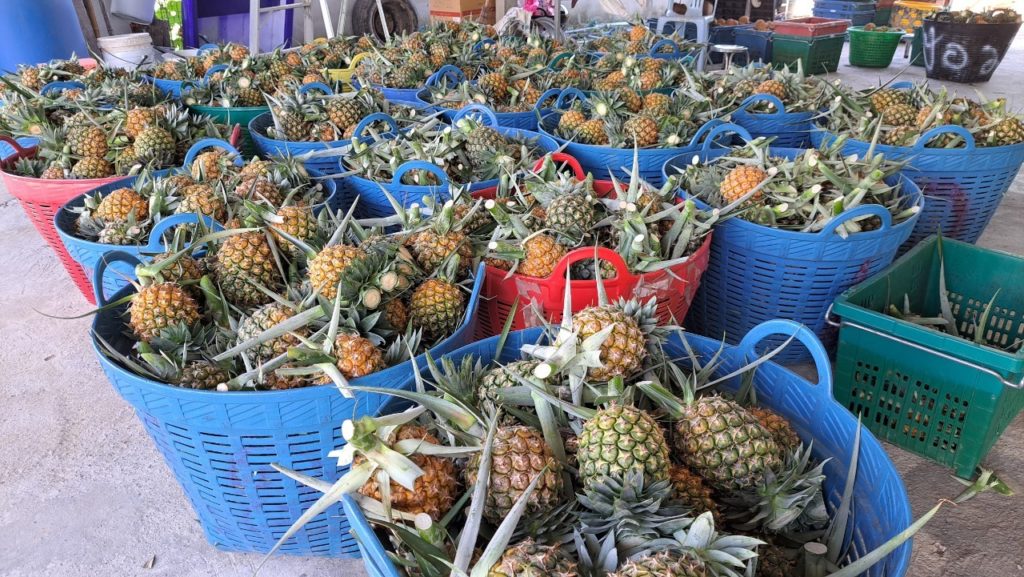 กรมส่งเสริมสหกรณ์ วางมาตรการรับมือผลผลิตผลไม้ปี 2568 พร้อมสนับสนุนรวบรวมและกระจายผลผลิตผ่านสหกรณ์ เพิ่มช่องทางการตลาดทั้งในและต่างประเทศ ขับเคลื่อนเศรษฐกิจฐานรากอย่างยั่งยืน 19 S 93765786