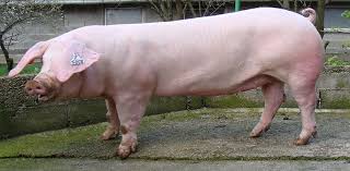 "การเลี้ยงหมู" หนึ่งในสัตว์เศรษฐกิจ 4 download