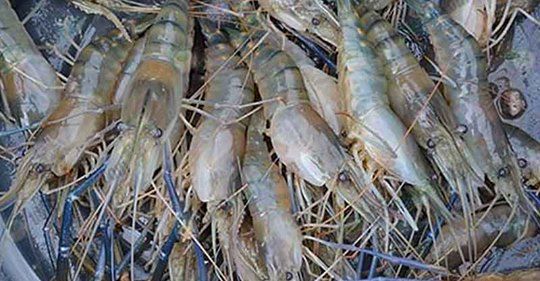 ขึ้นทะเบียนสินค้าGI efb00ad1b0687ef2764ee59378f3080d