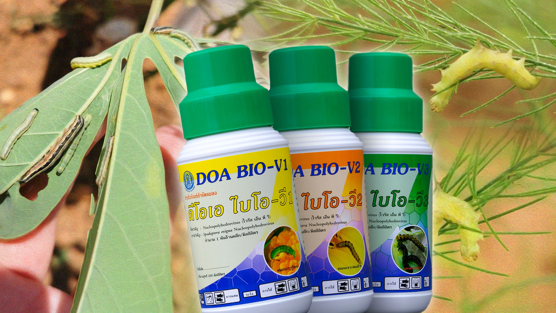 กรมวิชาการเกษตร2 5