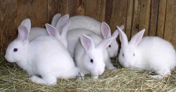 กระต่าย3แก้