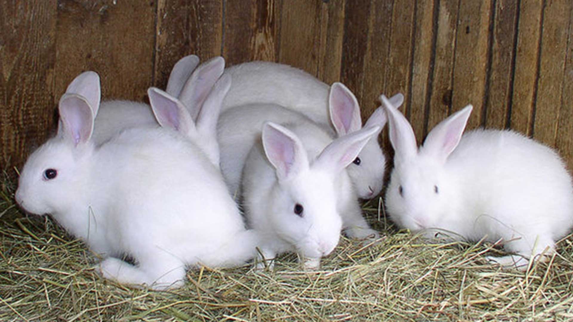 กระต่าย3แก้