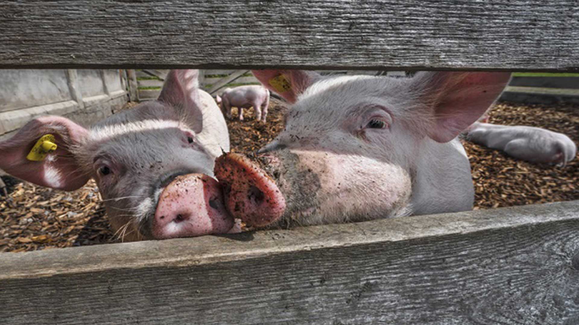 การเลี้ยงหมู3