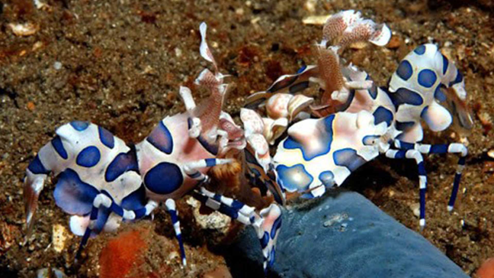 กุ้งการ์ตูน3