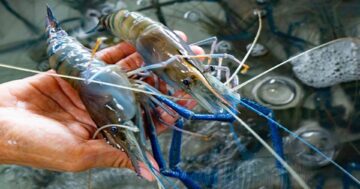 กุ้งแม่น้ำ2แแ