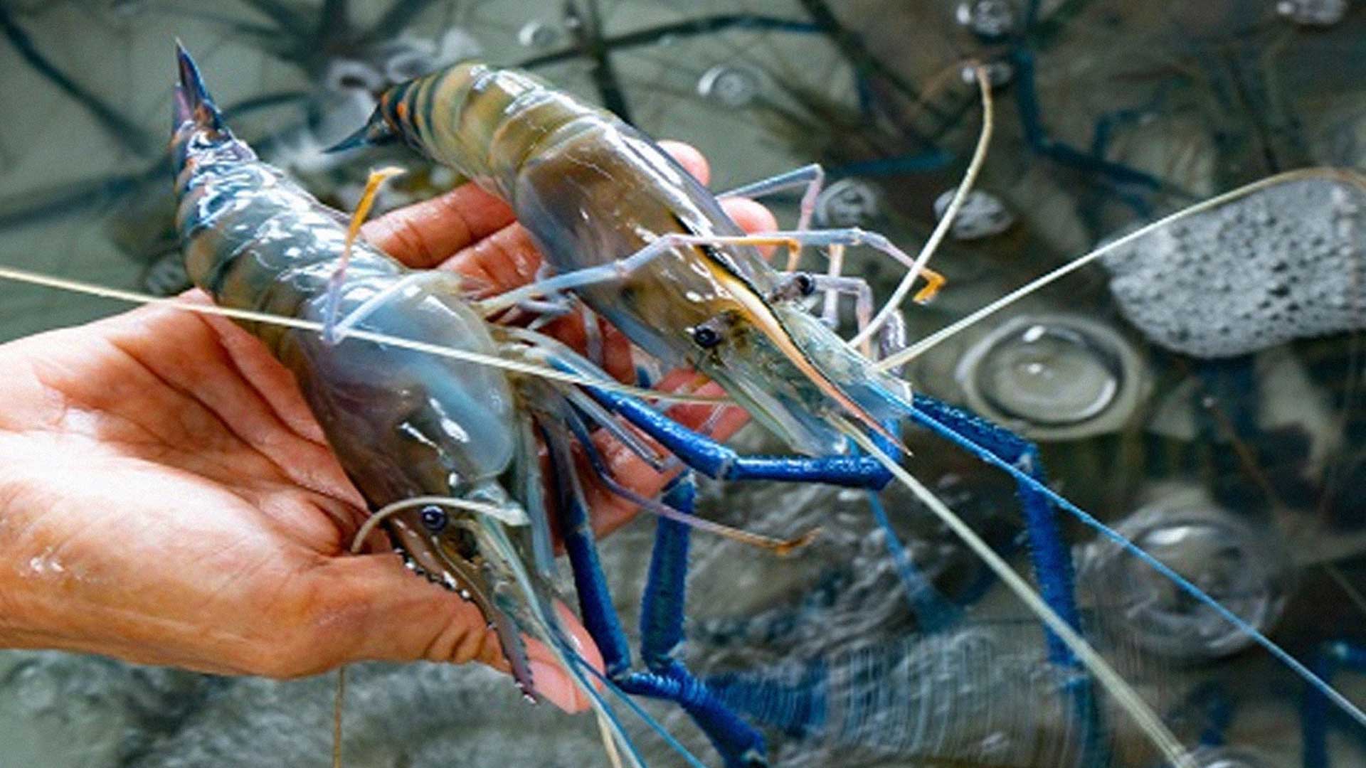 กุ้งแม่น้ำ2แแ