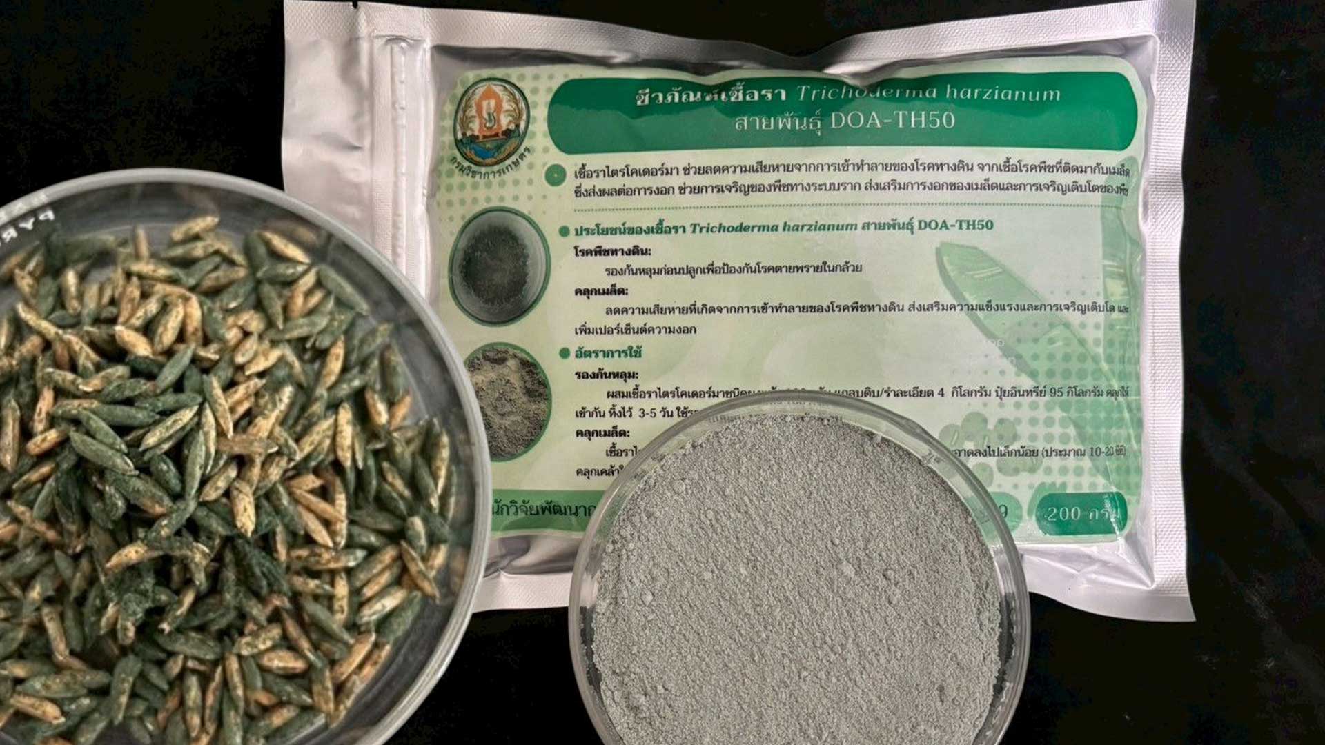 ของดีจากกรมวิชาการเกษตร เชื้อราไตรโคเดอร์มา DOA-TH50 ป้องกันโรคกล้วยน้ำว้าได้ผลจริง 1 ของดีจากกรมวิชาการเกษตร3