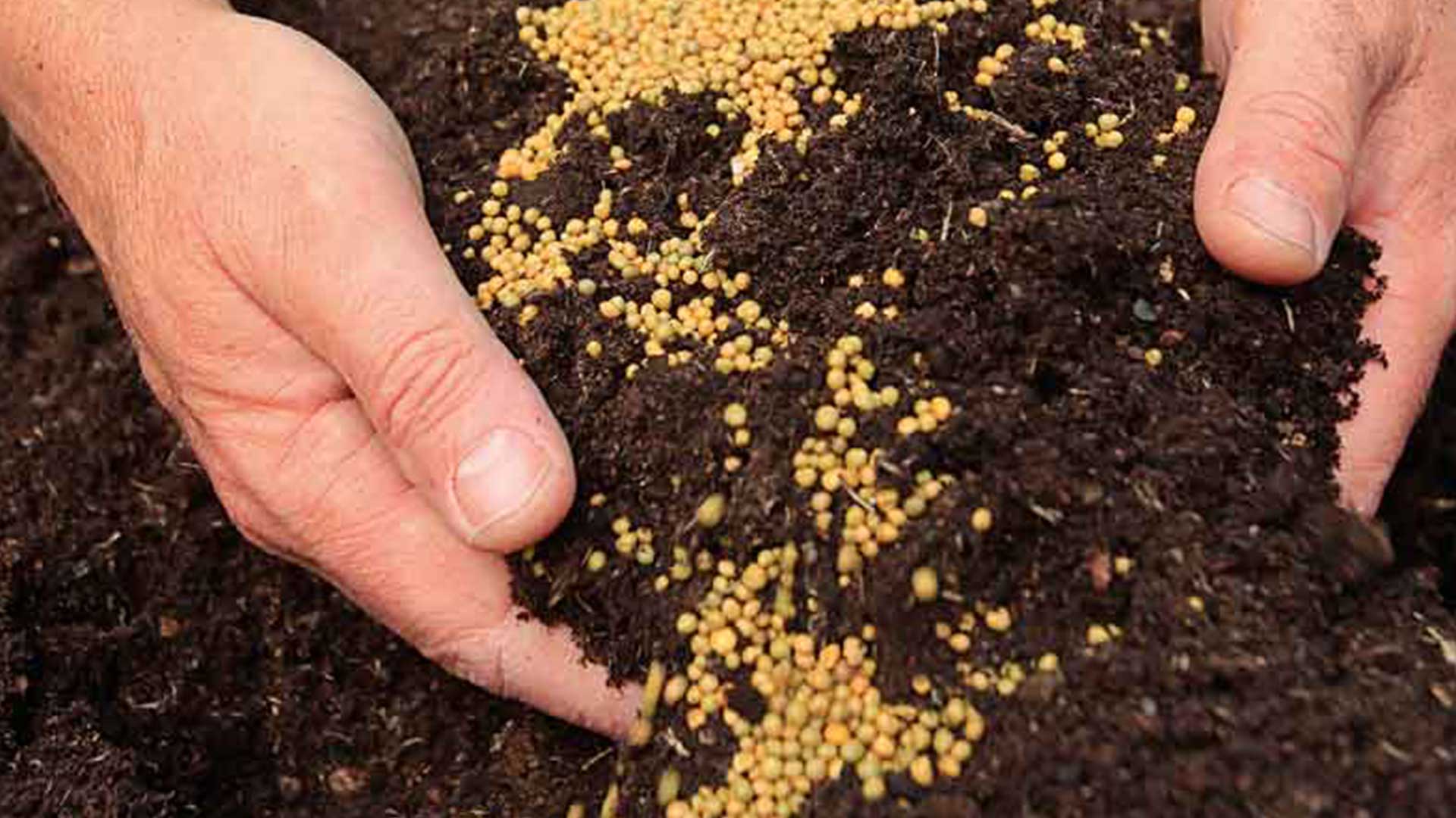 รู้ยัง..จะเกิดอะไรขึ้นเมื่อใส่ “ปุ๋ย” มากเกินไป 1 จะเกิดอะไรขึ้น3