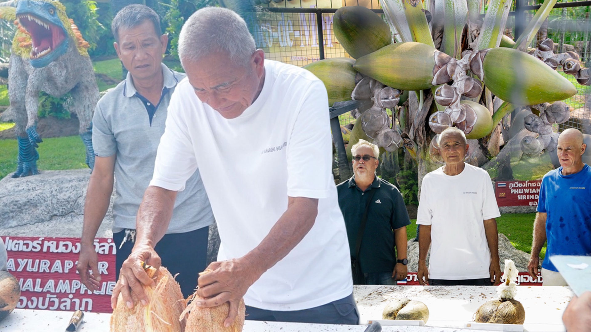 จากเกาะเซเชลส์สู่พัทยา สวนนงนุชฯ สร้างความสำเร็จระดับโลก ปลอก “มะพร้าวทะเล” หายาก 9 ลูก พบเมล็ดแฝดรวม 10 เมล็ด มูลค่าทะลุล้านบาท สะท้อนภารกิจอนุรักษ์พันธุ์พืชหายากของไทยสู่เวทีโลก 1 จากเกาะเซเชลส์สู่พัทยา2