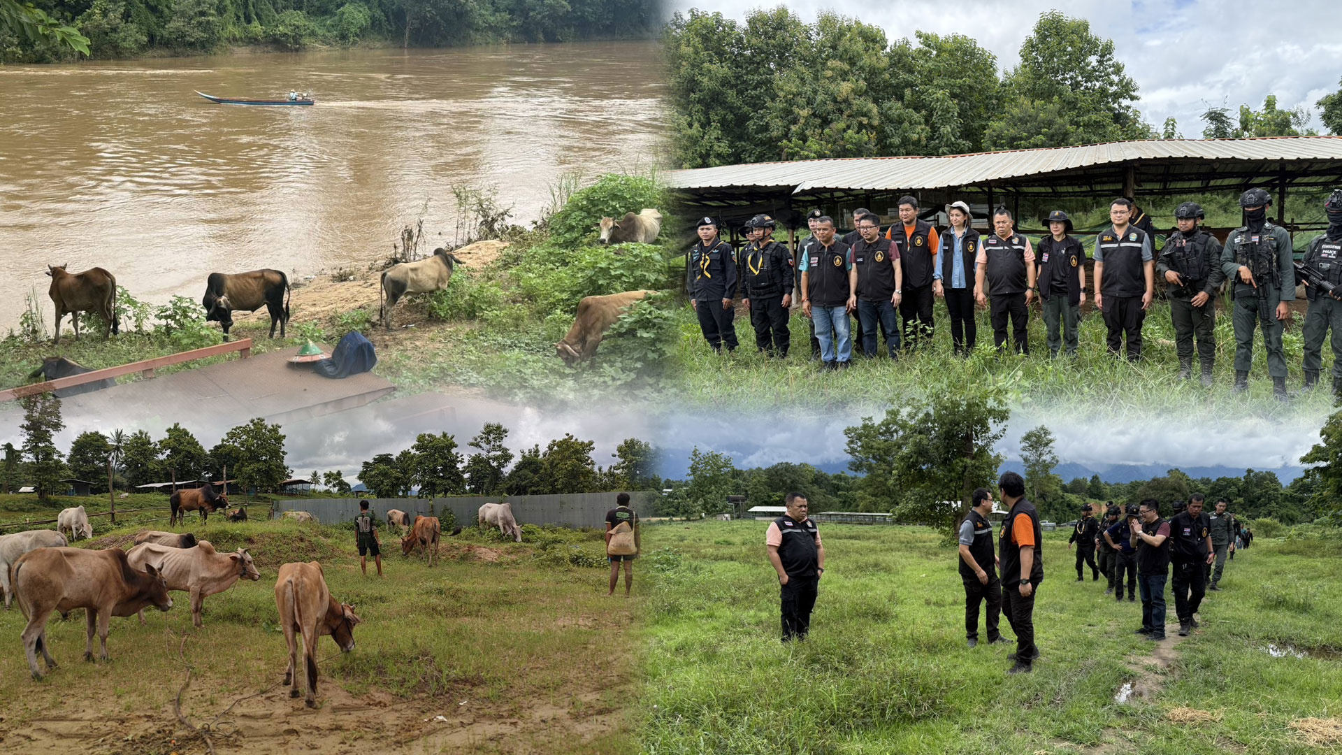 “ฉก.พญานาคราช” ตรวจยึดโคมีชีวิตเพศผู้ จำนวน 19 ตัว ริมแม่น้ำเมย จ.ตาก 1 ฉก.พญานาคราช2 2