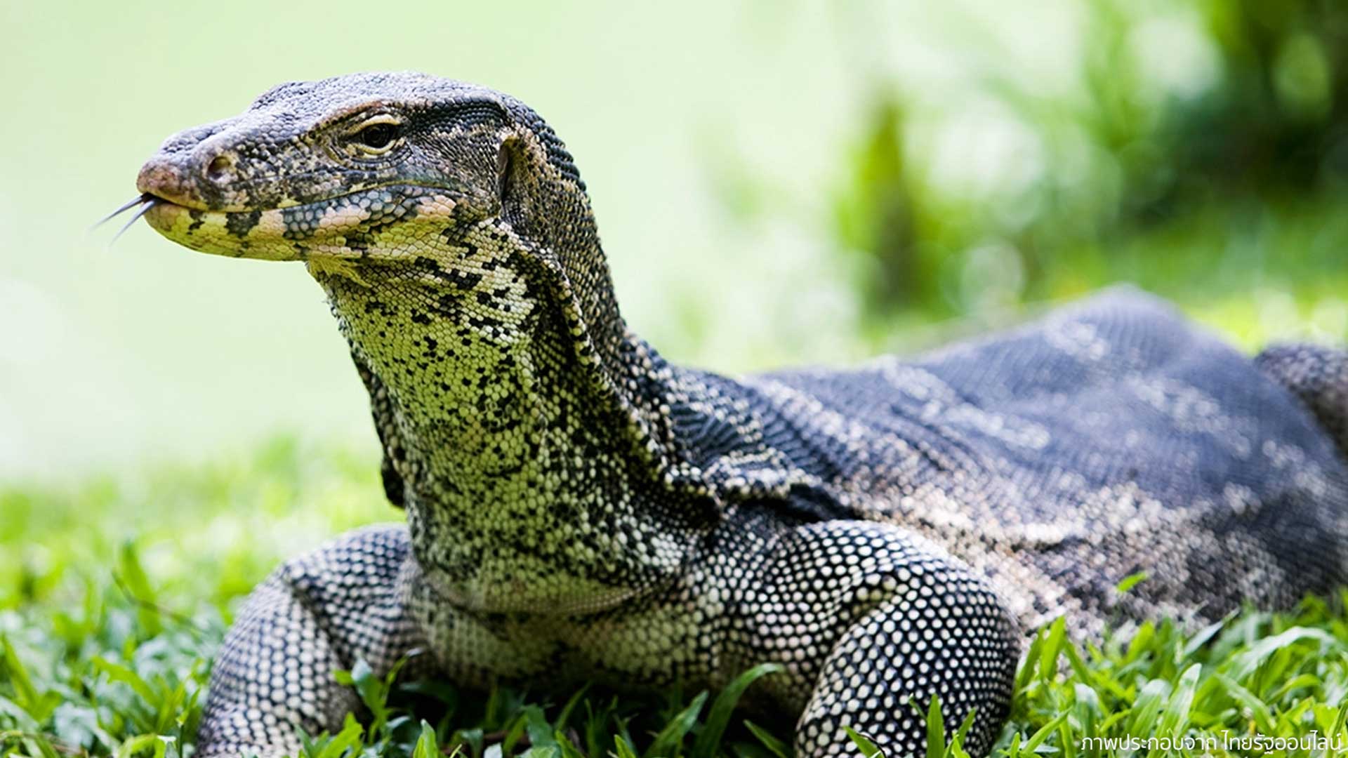 เหี้ยล้นเมือง กรมอุทยานฯอนุญาตเลี้ยงเพื่อเศรษฐกิจ ซื้อพ่อแม่พันธุ์ได้ที่ สถานีเพาะเลี้ยงฯ ตัวละ 500 บาท แต่ไม่ใช่ใครก็เลี้ยงได้ ต้องตรงตามเงื่อนไขที่กำหนดเท่านั้น 1 ตัวเหี้ย3