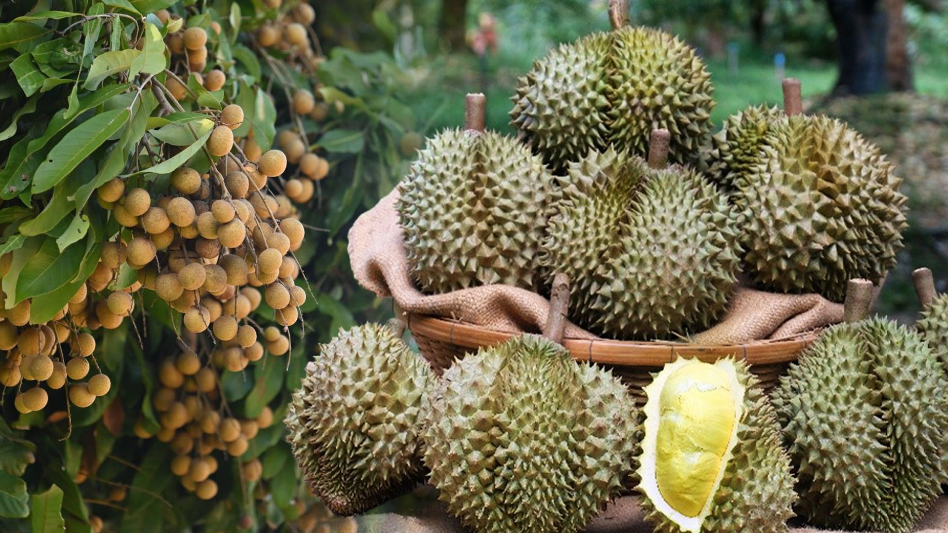 ส่ง “ทหาร – นักโทษชั้นดี” ช่วยชาวสวน ระดมสรรพกำลัง กระจายผลไม้ต่อเนื่อง 1 ทหาร – นักโทษชั้นดี2