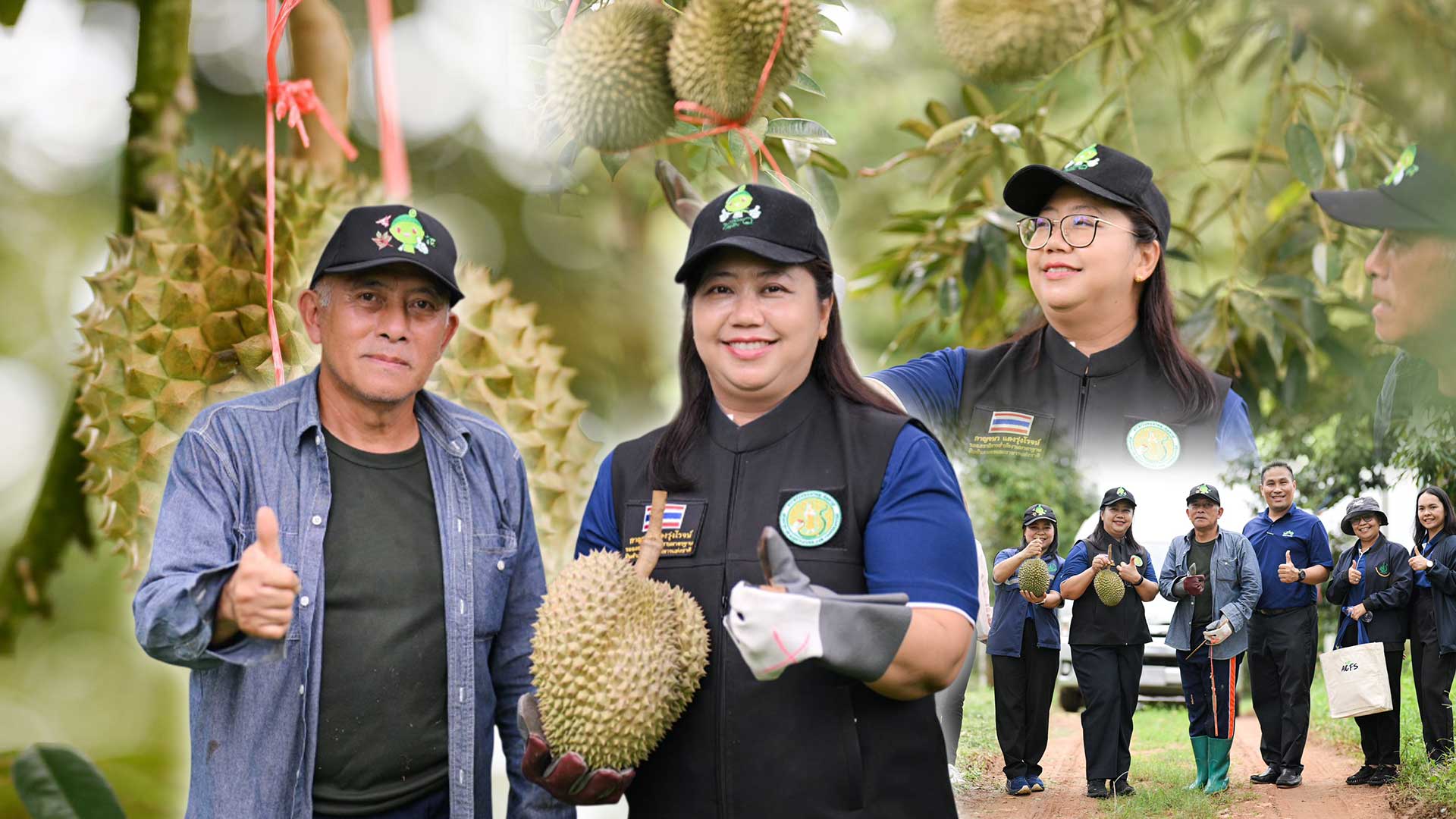 มกอช. ผนึกพลัง เดินหน้ายกระดับ ‘ทุเรียนป่าเด็ง’ อัญมณีแห่งป่าตะวันตก สู่สินค้าเกษตรมาตรฐาน GAP 1 ทุเรียนป่าเด็ง3