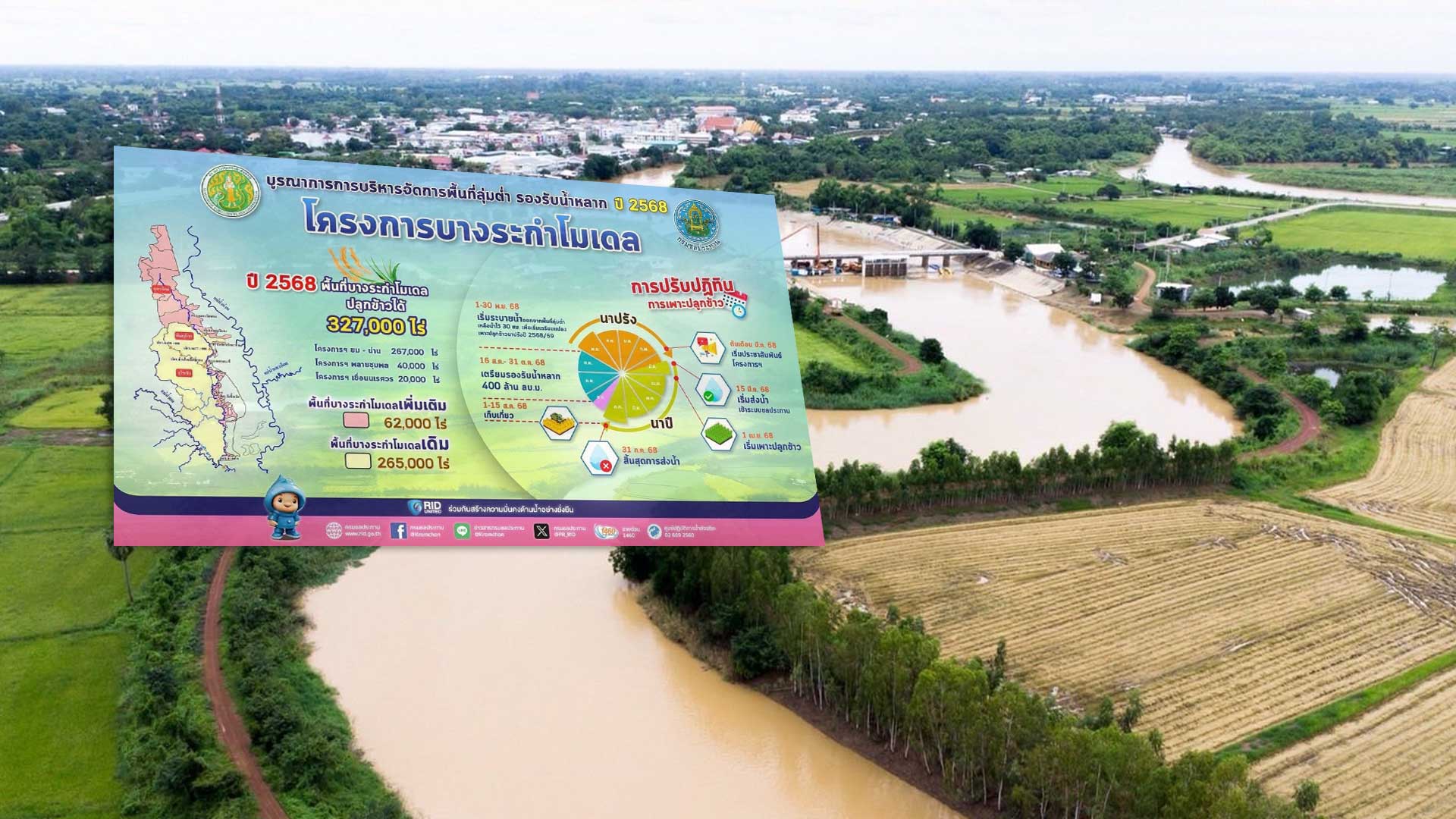 ทุ่งบางระกำเริ่มเก็บเกี่ยวข้าว3