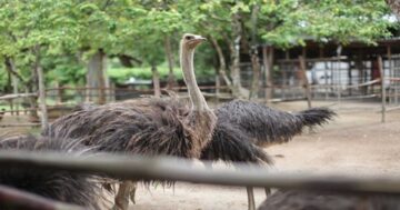 นกกระจอกเทศ2