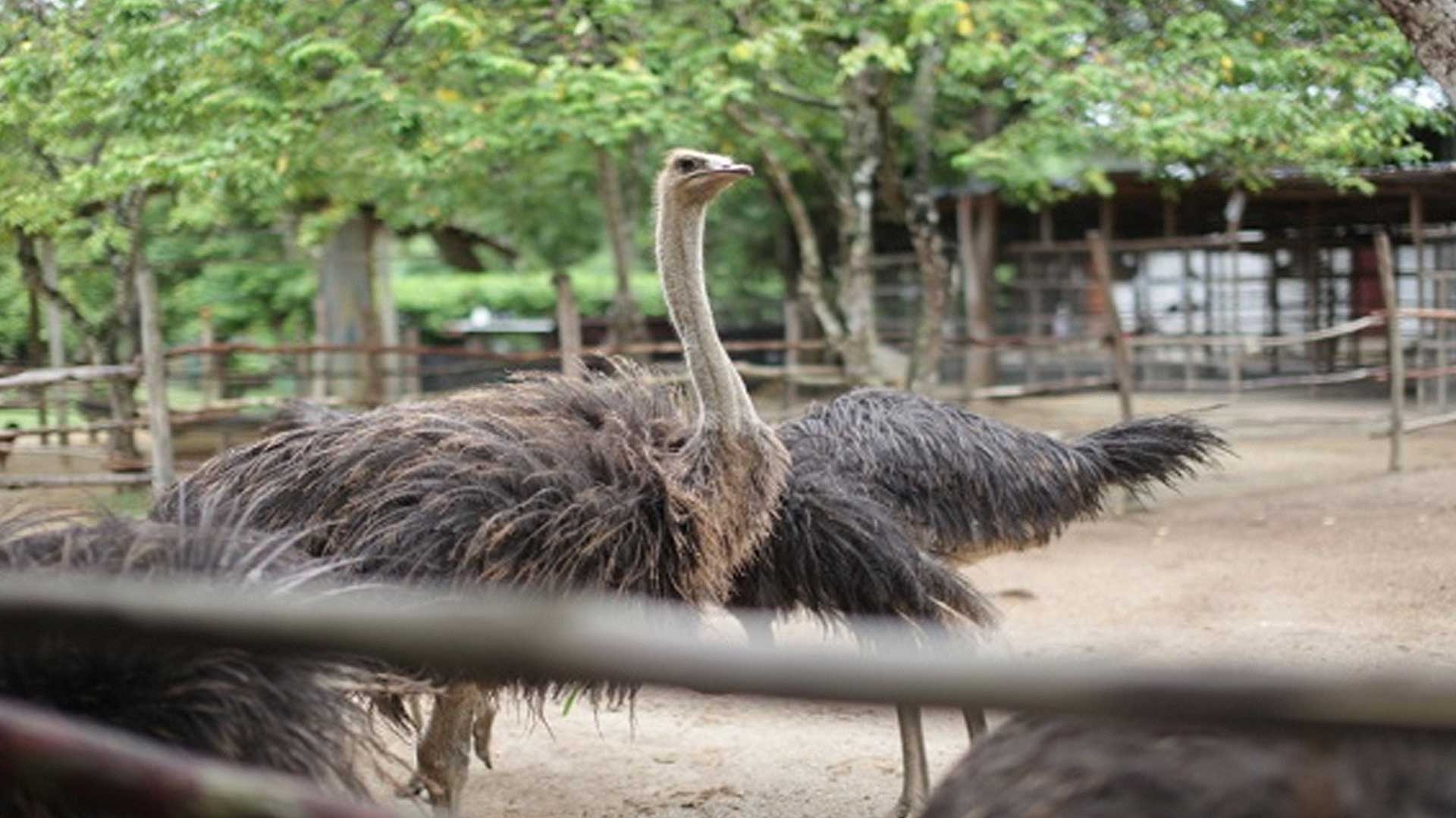 นกกระจอกเทศ2