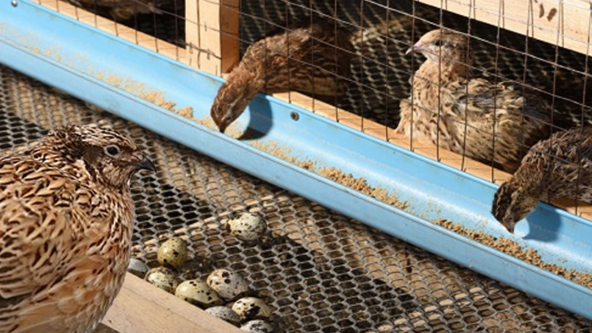 นกกระทา2