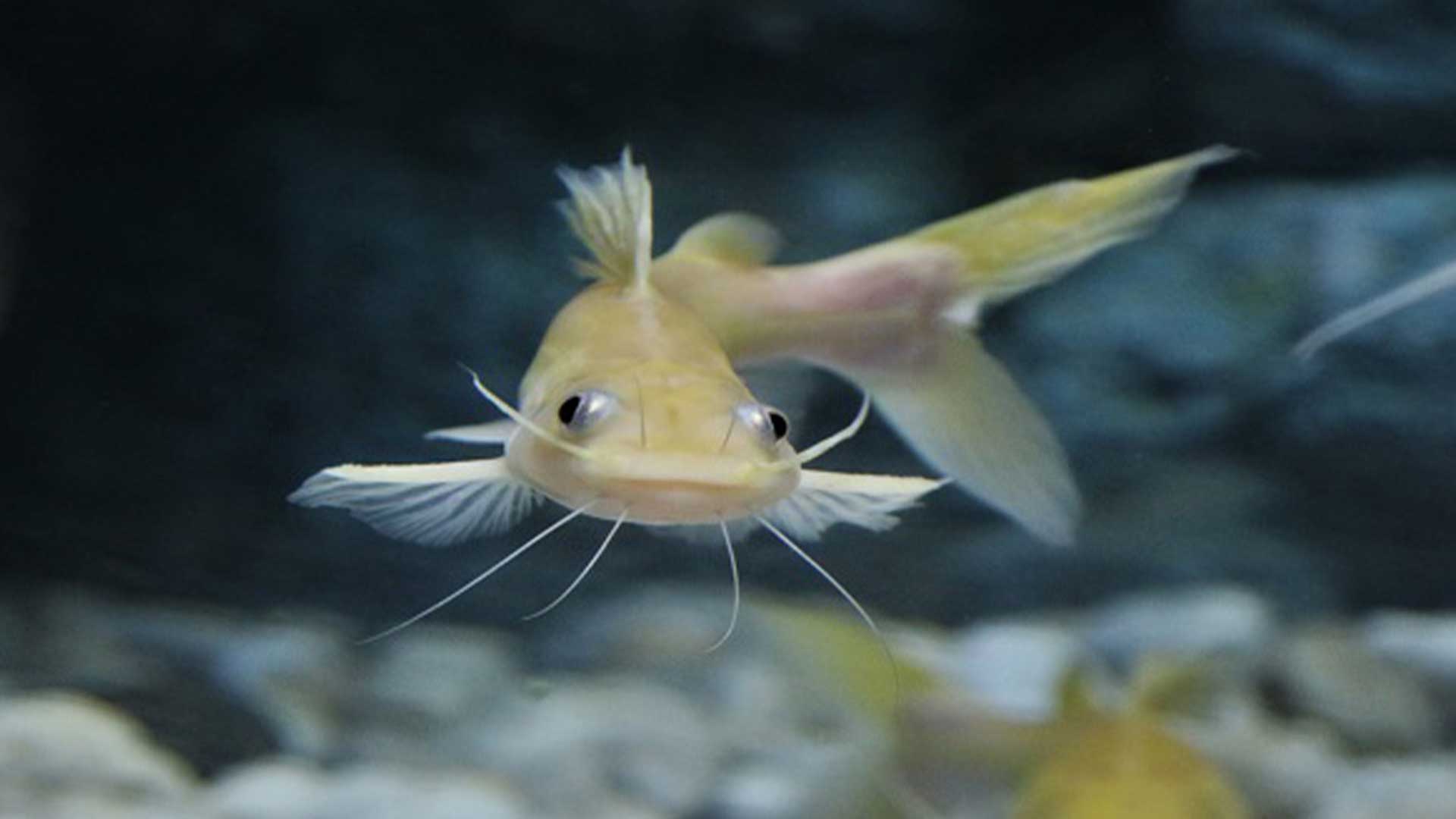 ปลากดเหลือง3แก