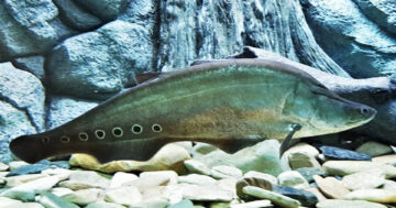 ปลากราย2