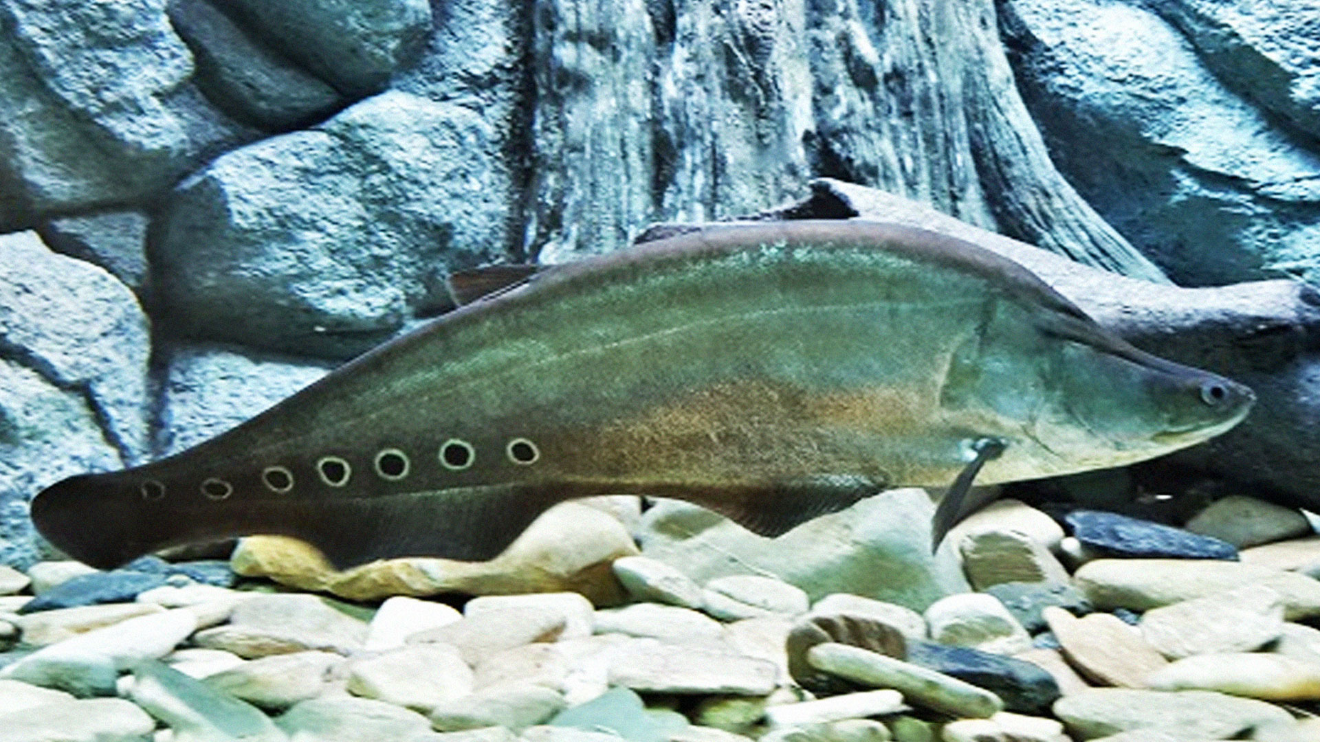 ปลากราย2