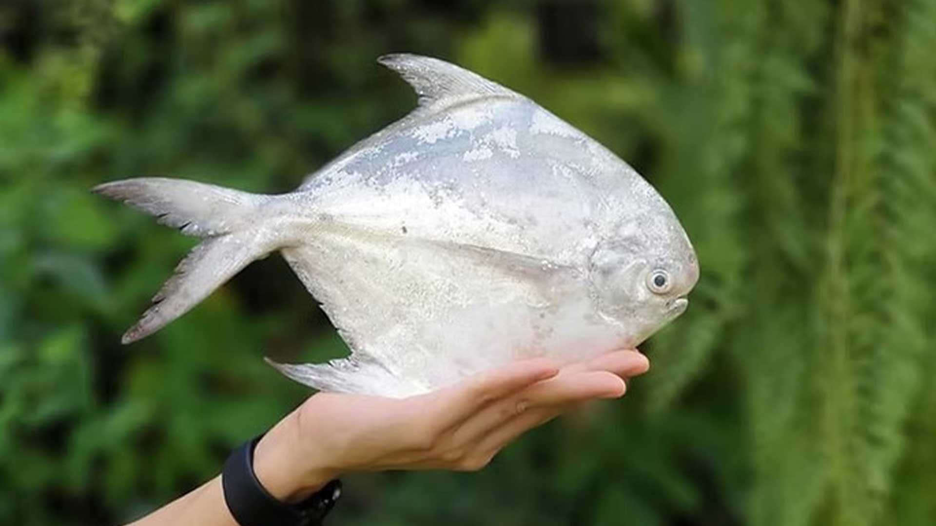 ปลาจะละเม็ด3