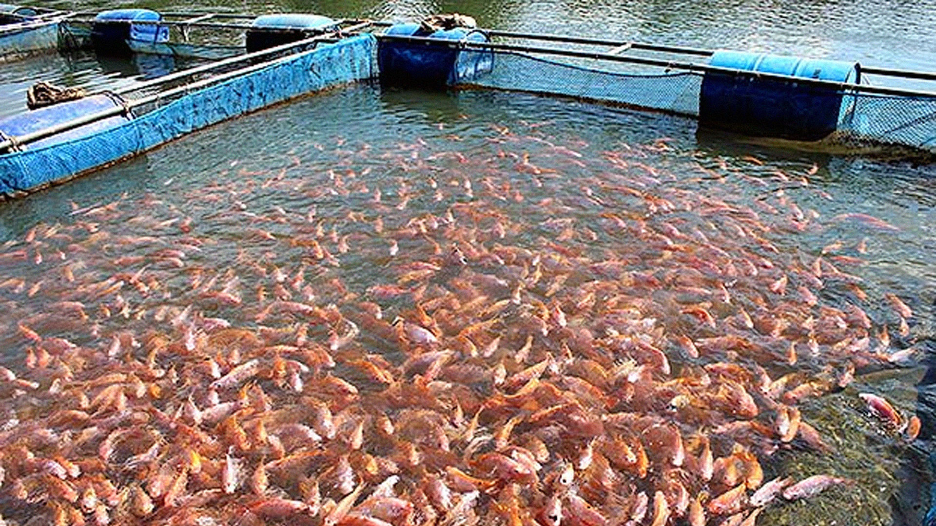 ปลาทับทิม2