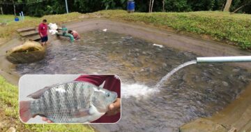 ปลานิลสายน้ำไหล3