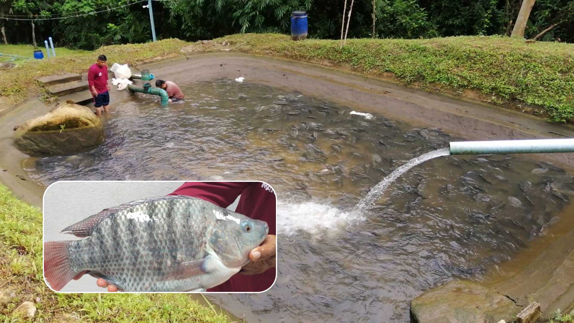 ปลานิลสายน้ำไหล3