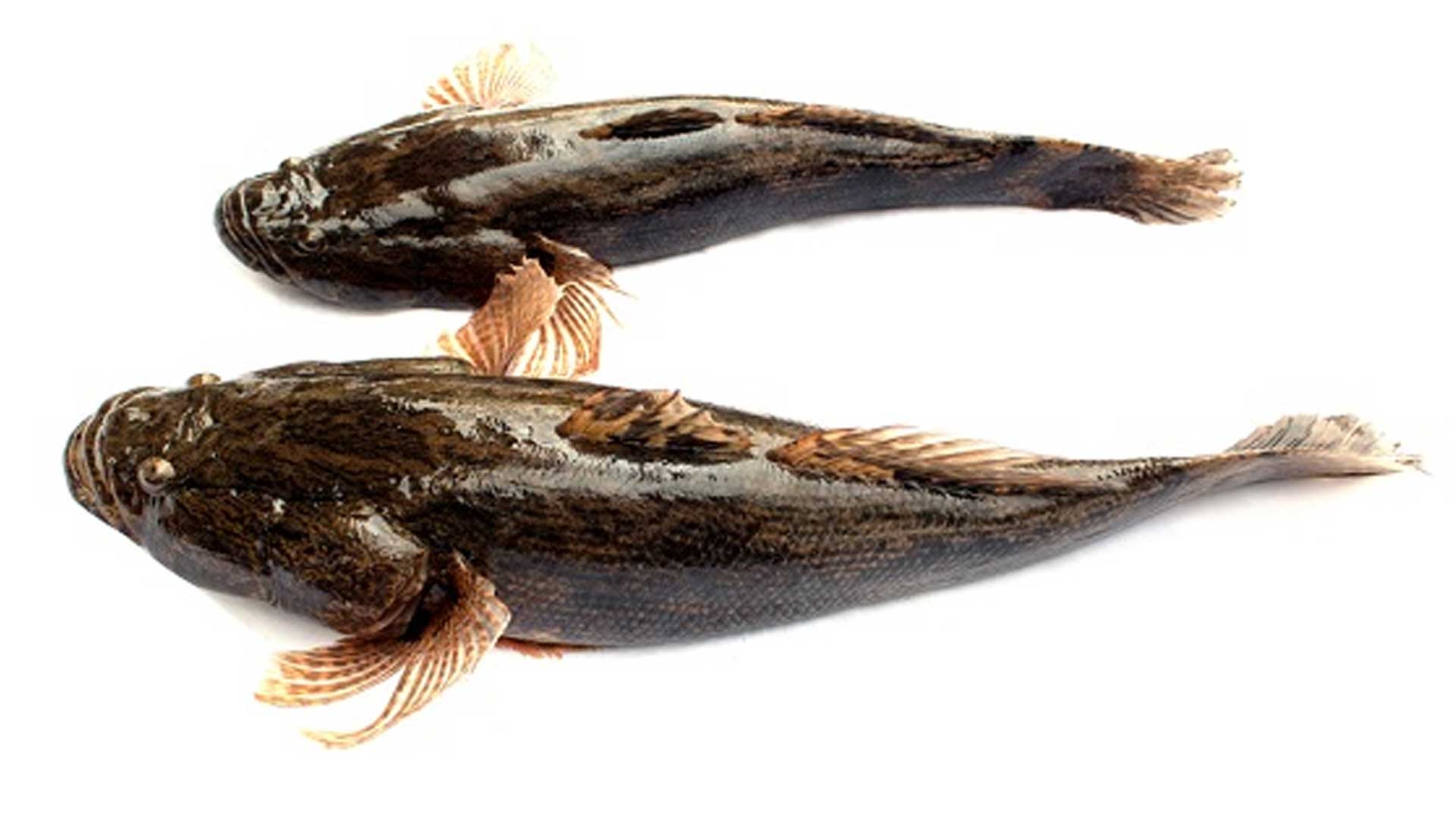 ปลาบู่2แอ