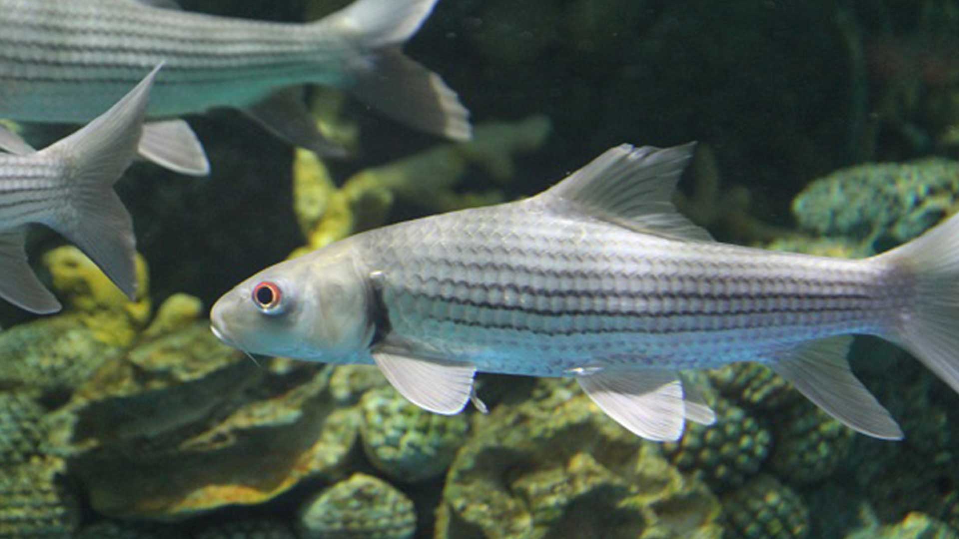 ปลายี่สก3