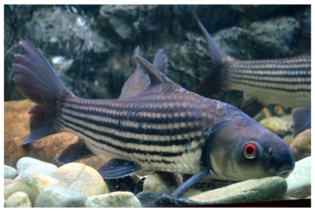 ปลายี่สบ