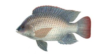 ปลาหมอเทศ3