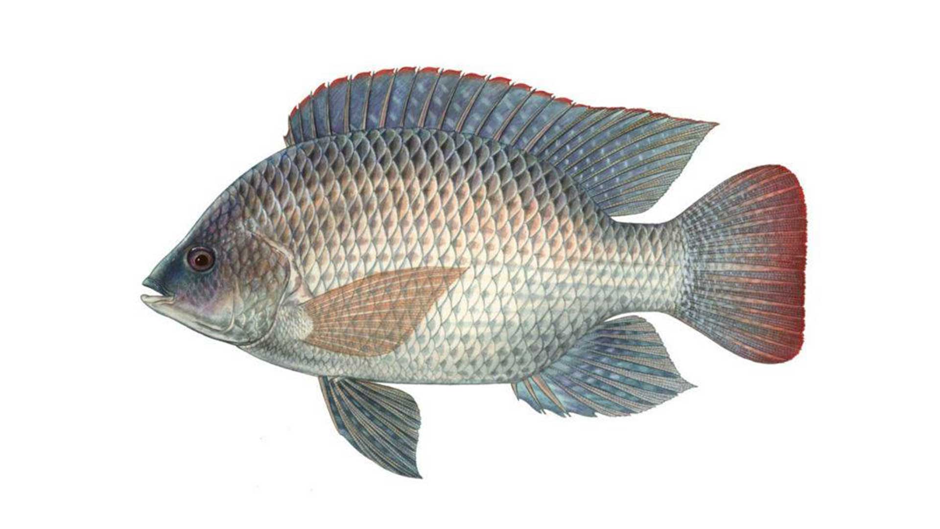 ปลาหมอเทศ3