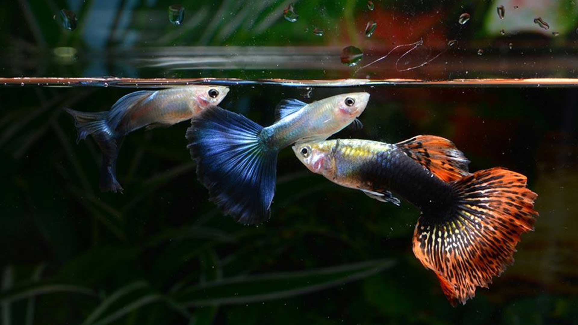 ปลาหางนกยูง3