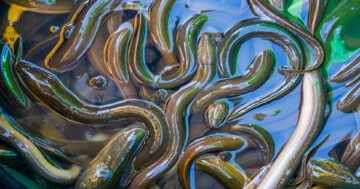 ปลาไหล3แอ 2