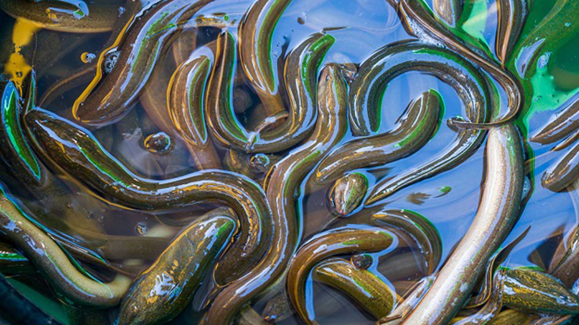 ปลาไหล3แอ 2