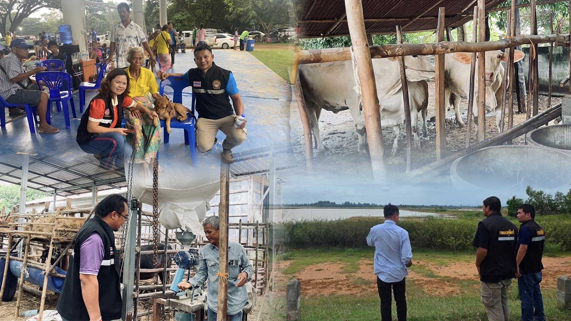 ปศุสัตว์ศรีสะเกษ ลงพื้นที่ติดตามสถานการณ์สัตว์เลี้ยงและจุดอพยพในพื้นที่ชายแดน 1 ปศุสัตว์ศรีสะเกษ2