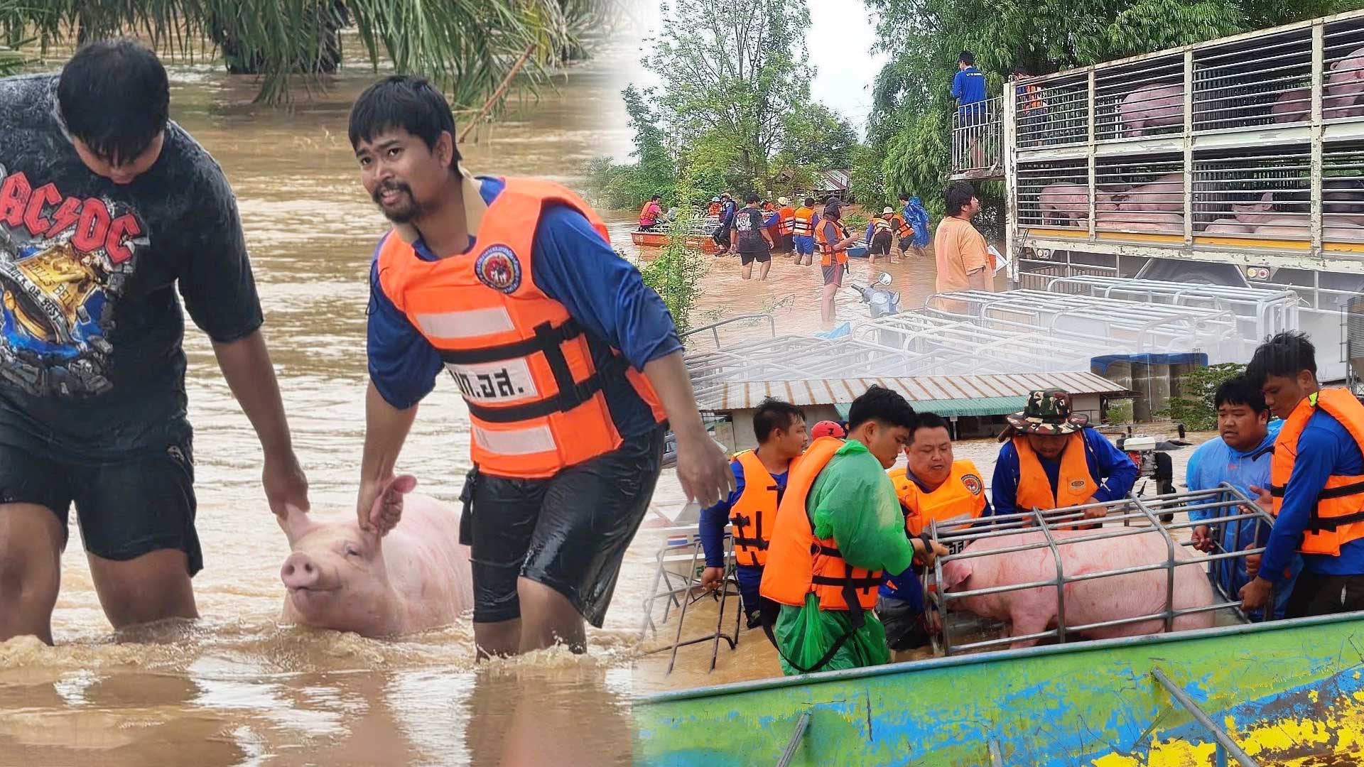 กรมปศุสัตว์ร่วมกับเจ้าหน้าที่เกี่ยวข้องในพื้นที่ เร่งช่วยเหลือเกษตรกรด้านปศุสัตว์ที่ประสบอุทกภัยน้ำท่วม ส่งผลให้ฟาร์มสุกรของเกษตรกรได้รับผลกระทบ เร่งขนย้าย และช่วยเหลือสุกรจำนวน 1,100 ตัว ในพื้นที่ตำบลเวียง อำเภอเทิง จังหวัดเชียงราย 1 ปศุสัตว์เชียงราย2