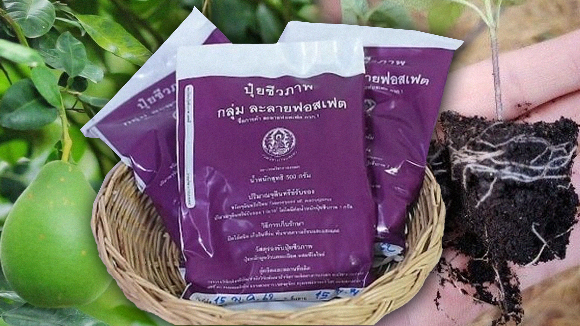 ปุ๋ยชีวภาพละลายฟอสเฟต2