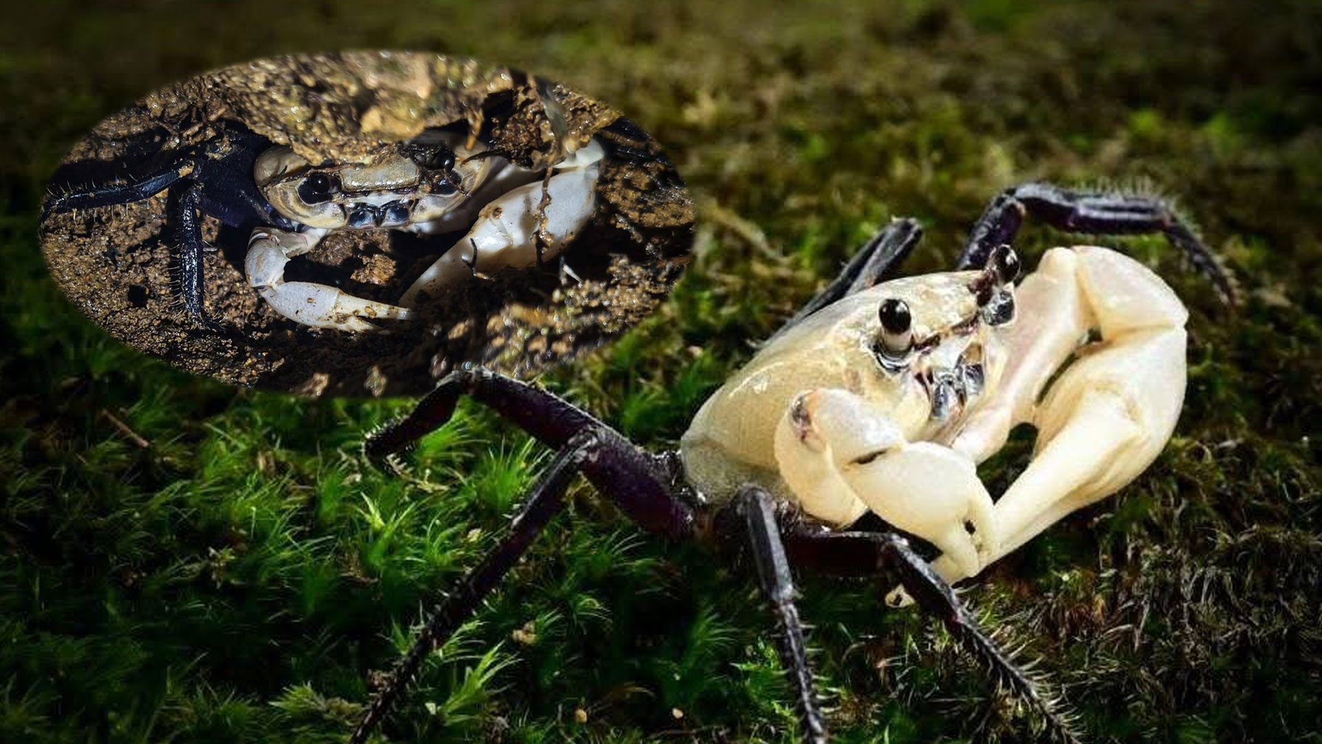 ปูเจ้าฟ้า2