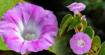 ฝนแสนห่า3