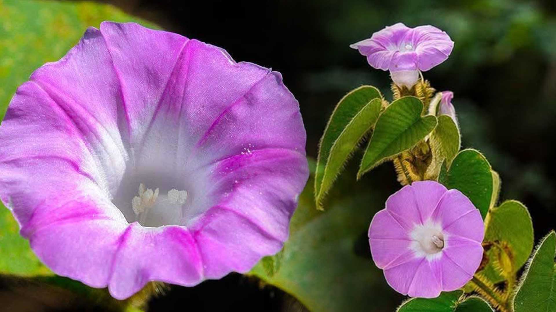 ฝนแสนห่า3