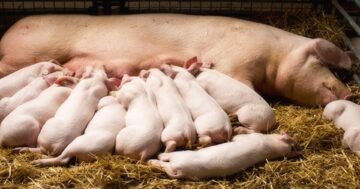 พันธุ์หมู2