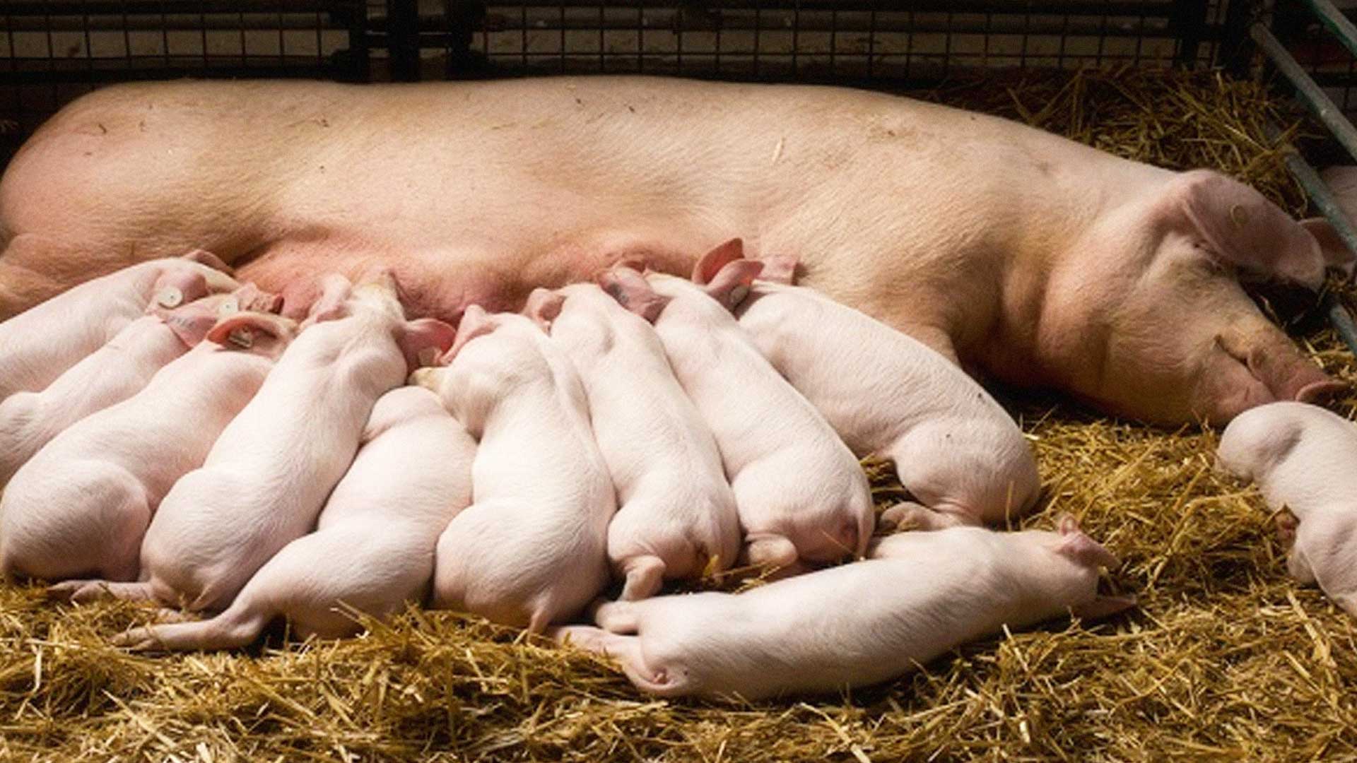 พันธุ์หมูที่นิยมเลี้ยง หลายตัวเลือกตอบโจทย์ผู้เลี้ยง 1 พันธุ์หมู2