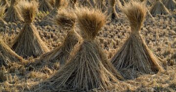 ฟางข้าว3