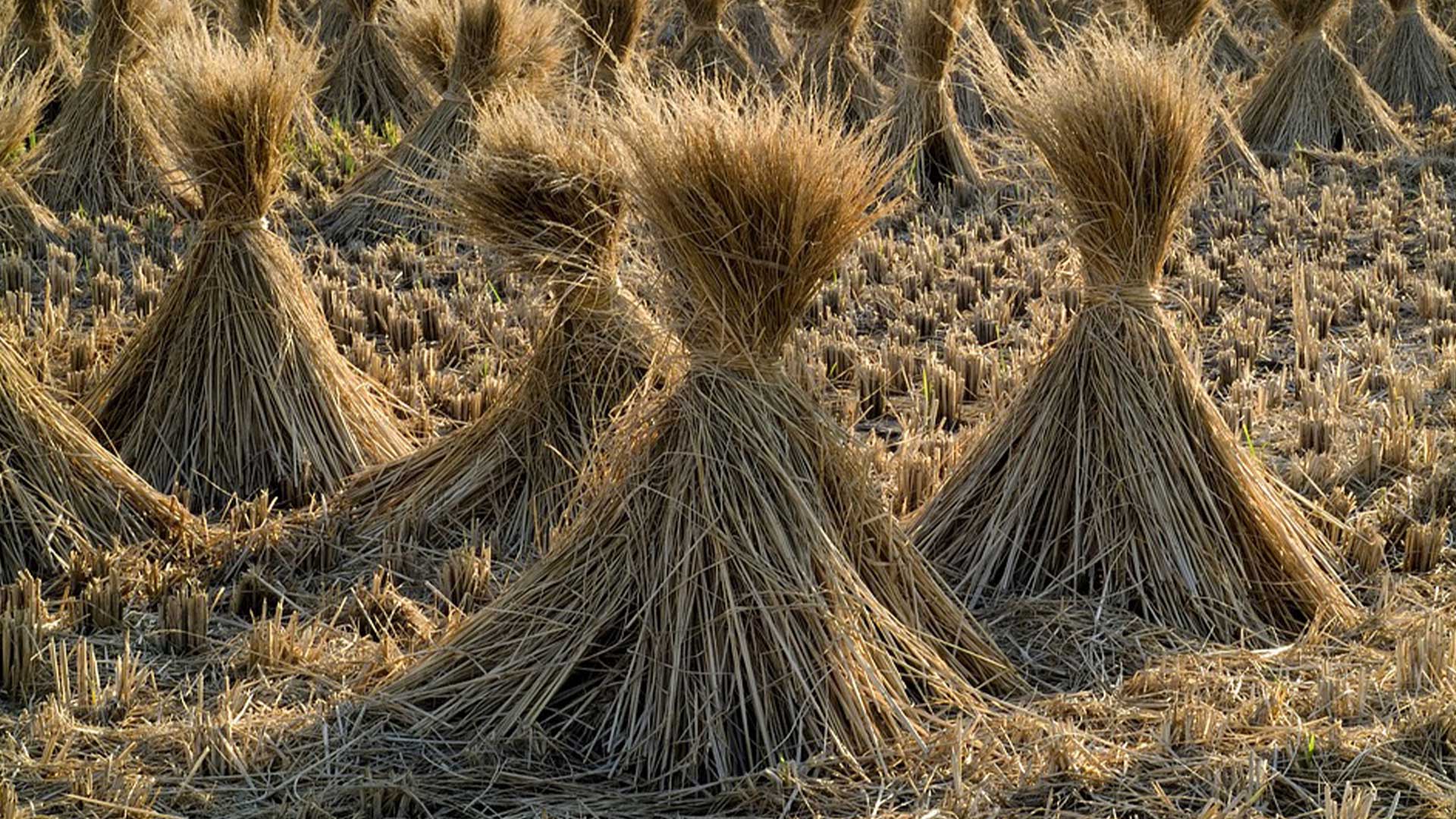 วิธีรักษา ฟางข้าว3