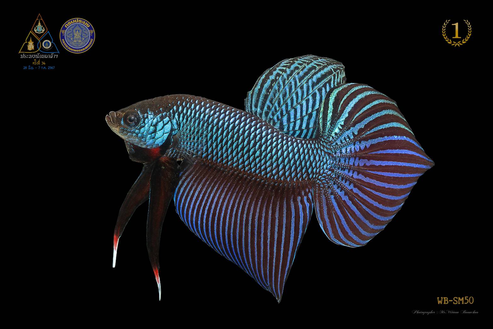 อธิบดีกรมประมงเผย ปลาสวยงาม ปลากัดไทย ได้รับความนิยมทั่วโลก ปี 2567 ส่งออกกว่า 1,000 ล้านบาท จับมือไปรษณีย์ไทยพร้อมส่งทั่วไทย เตรียมส่งทั่วโลก 4 ภาพกป2