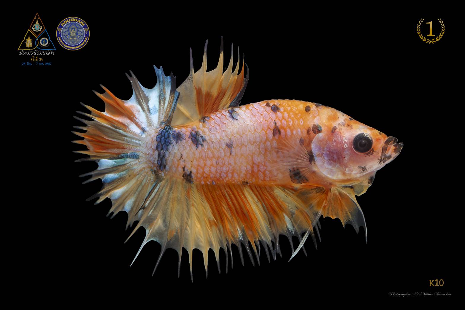 อธิบดีกรมประมงเผย ปลาสวยงาม ปลากัดไทย ได้รับความนิยมทั่วโลก ปี 2567 ส่งออกกว่า 1,000 ล้านบาท จับมือไปรษณีย์ไทยพร้อมส่งทั่วไทย เตรียมส่งทั่วโลก 5 ภาพกป3