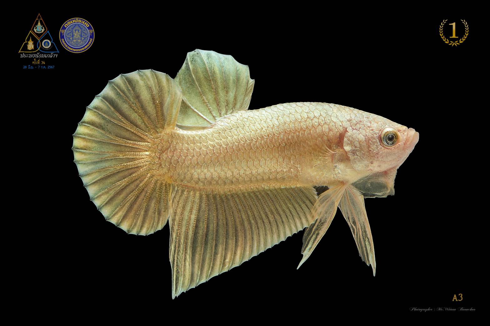 อธิบดีกรมประมงเผย ปลาสวยงาม ปลากัดไทย ได้รับความนิยมทั่วโลก ปี 2567 ส่งออกกว่า 1,000 ล้านบาท จับมือไปรษณีย์ไทยพร้อมส่งทั่วไทย เตรียมส่งทั่วโลก 6 ภาพกป4