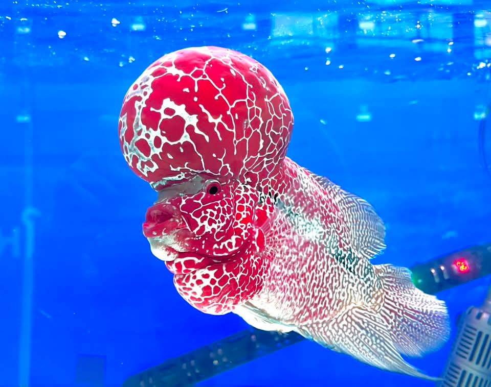 อธิบดีกรมประมงเผย ปลาสวยงาม ปลากัดไทย ได้รับความนิยมทั่วโลก ปี 2567 ส่งออกกว่า 1,000 ล้านบาท จับมือไปรษณีย์ไทยพร้อมส่งทั่วไทย เตรียมส่งทั่วโลก 7 ภาพกป5